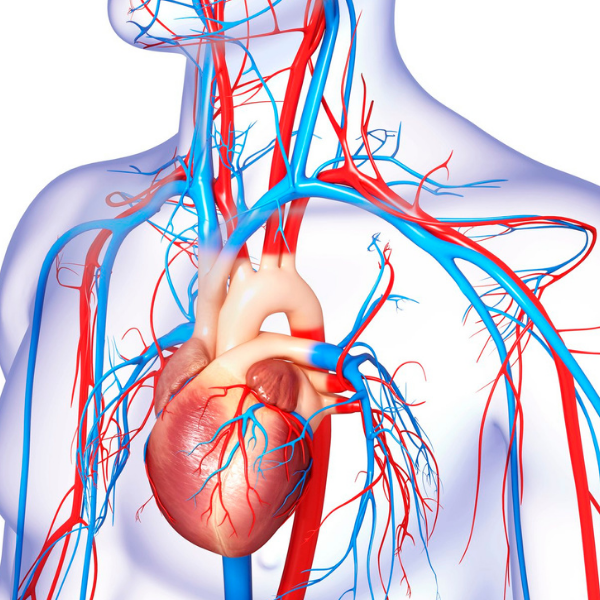 Hot Topics Free Webinar - CVD Clinic image